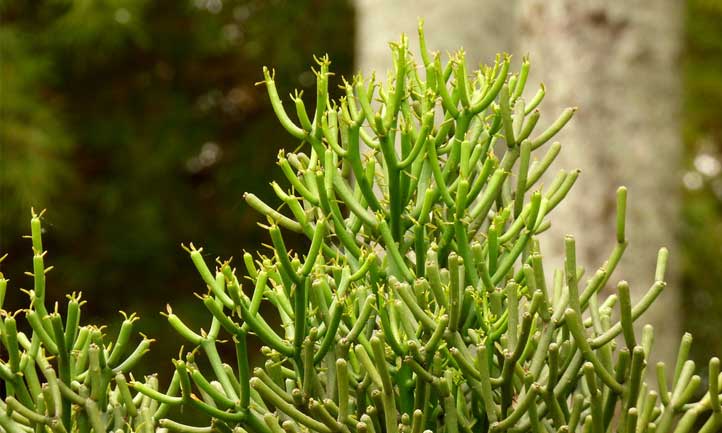 也被称为Quebradura或铅笔仙人掌，在这里你可以看到这种植物在景观中做出了一个声明