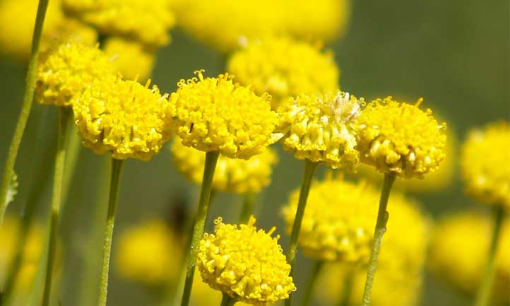 黄色纽扣状的花是桑托利亚的主食