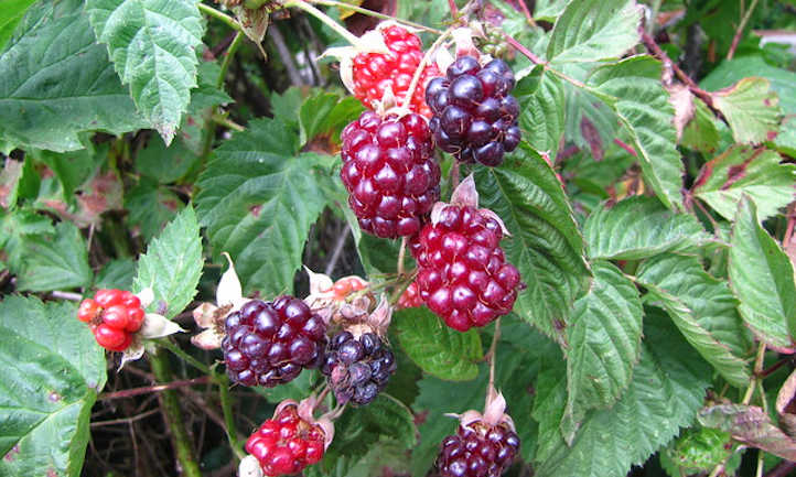 一种杂交草莓植物