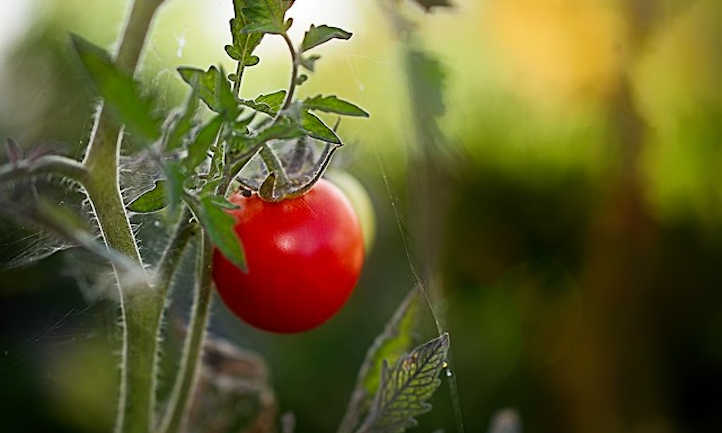 室内种植西红柿
