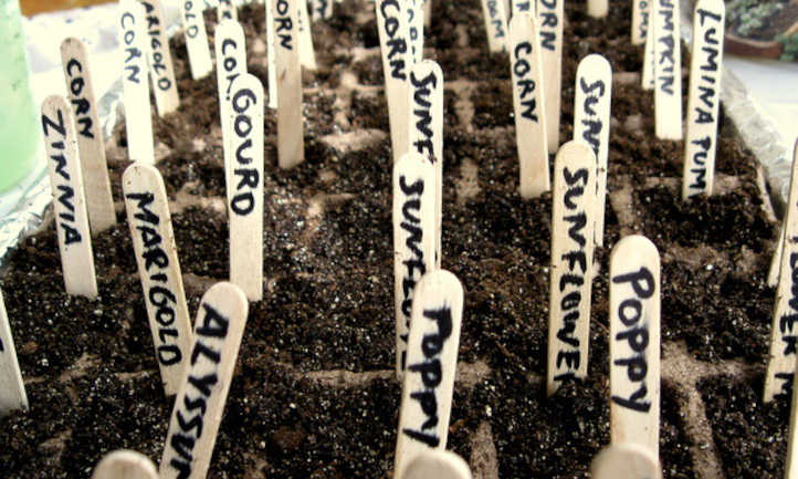 种植一株植物需要多少种子