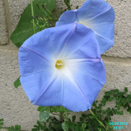 Ipomoea Tricolor 种植伟大的葡萄园 Bob手机官网史诗园艺 Bob电竞客户端